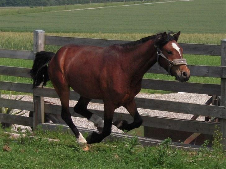 Dartmoor Lille per (savnet<3 - 1.per på vej ned på græs folden og det kan ik gå for langsomt<3 foto: mig<3 billede 1