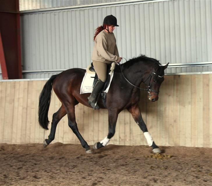 Oldenborg Skovlundegårds Ragatzzo - oktober 2009 billede 20