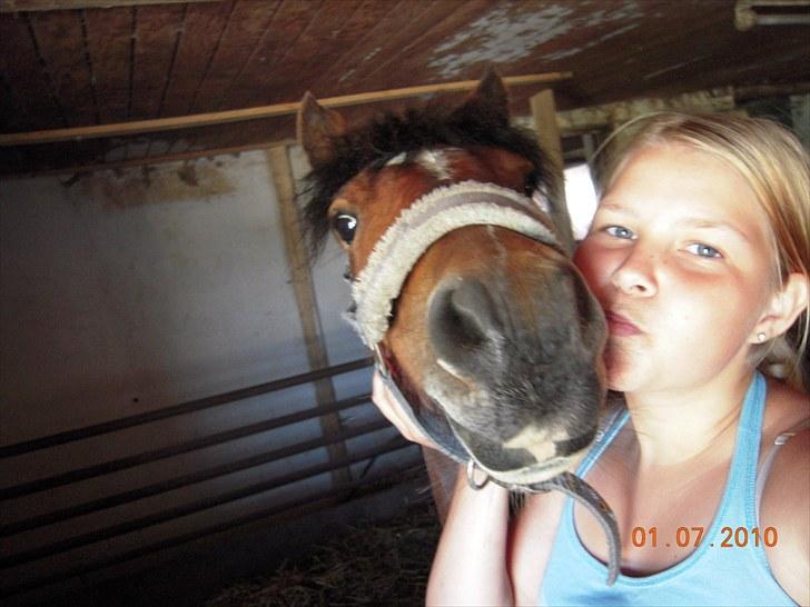 Dartmoor Lille per (savnet<3 - 2. lidt hygge i stalden foto: mor<3 billede 2