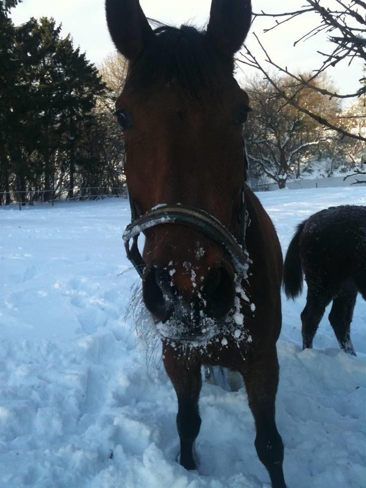 Oldenborg Filicirti billede 1