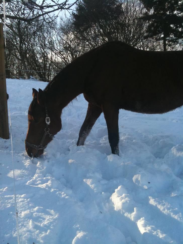 Oldenborg Filicirti billede 2