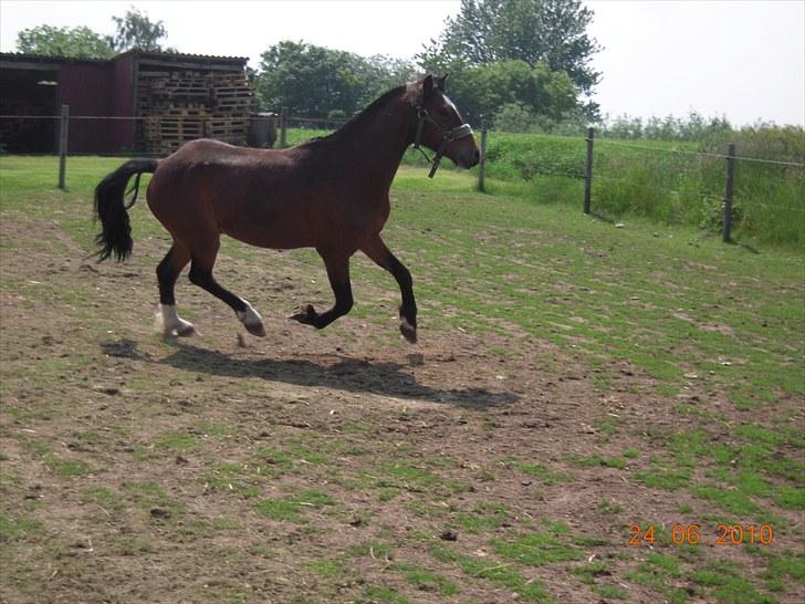 Dartmoor Lille per (savnet<3 - 3. per tager en lille løbetur foto:mig<3 billede 3