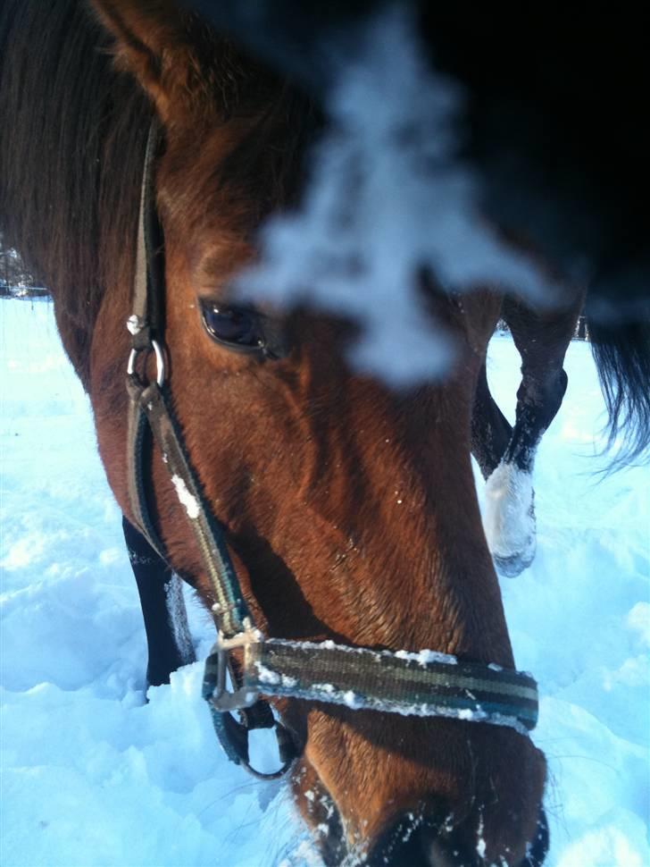 Oldenborg Filicirti billede 3