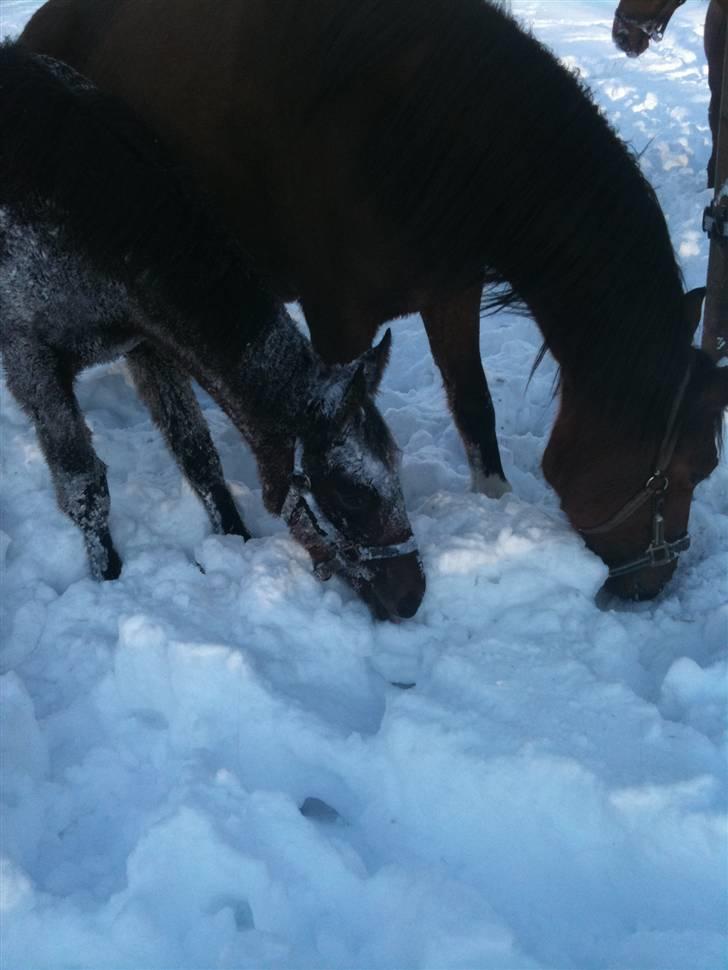 Oldenborg Filicirti billede 4