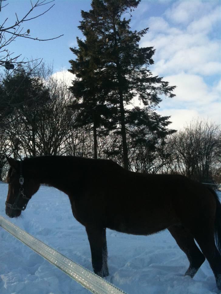 Oldenborg Filicirti billede 5