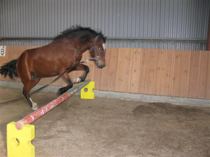 Dartmoor Lille per (savnet<3 - 4. hop lille per billede 4