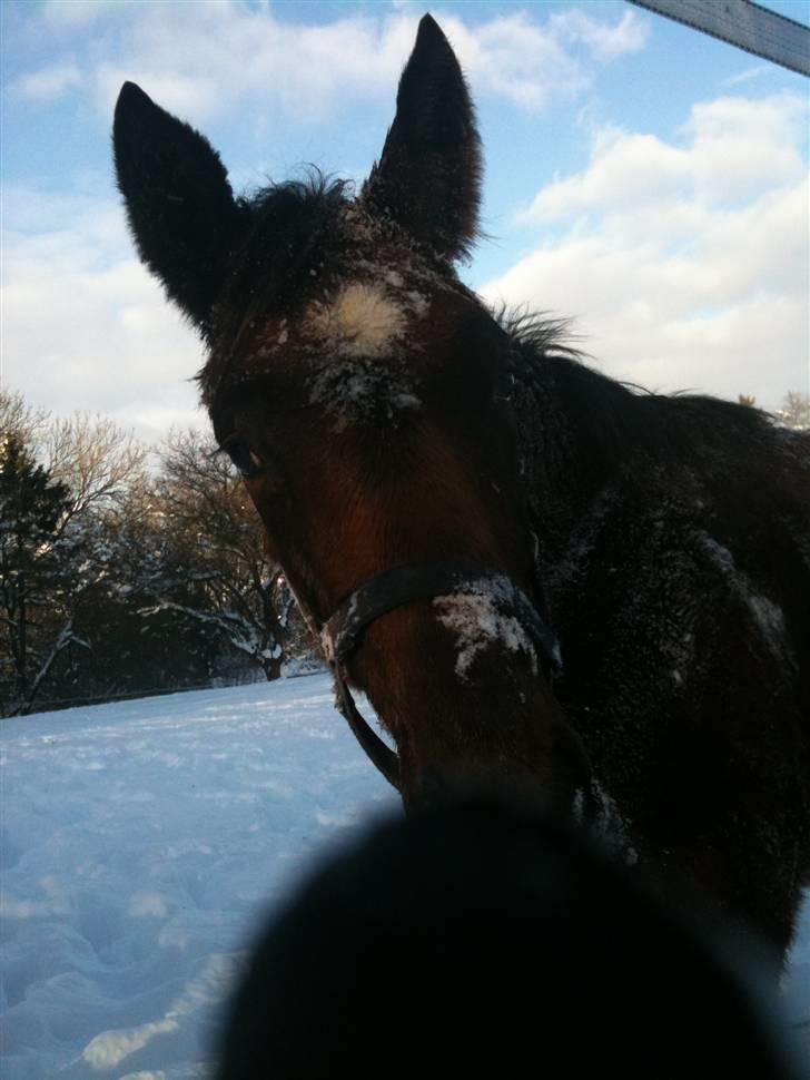 Oldenborg Selebjergs Hotshine billede 2