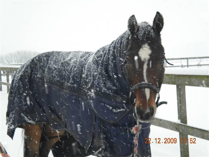 Dansk Varmblod Lucky Punch billede 1