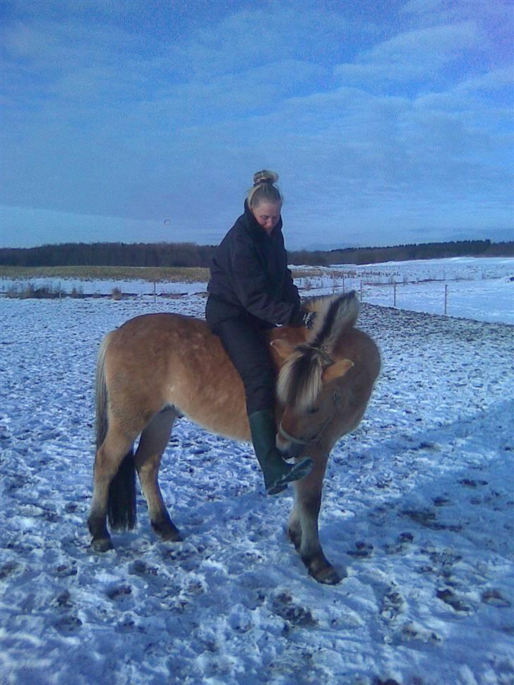 Anden særlig race Missel Anton *Solgt* billede 11