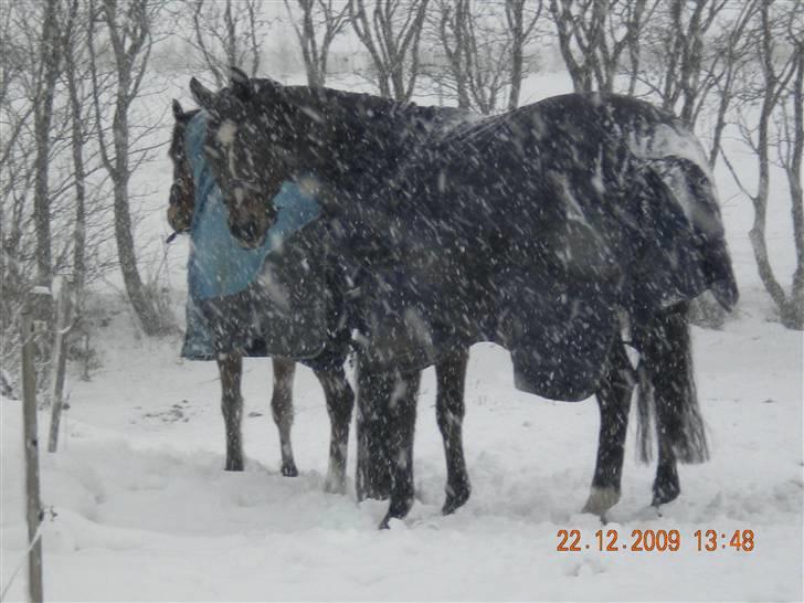 Dansk Varmblod Lucky Punch billede 2