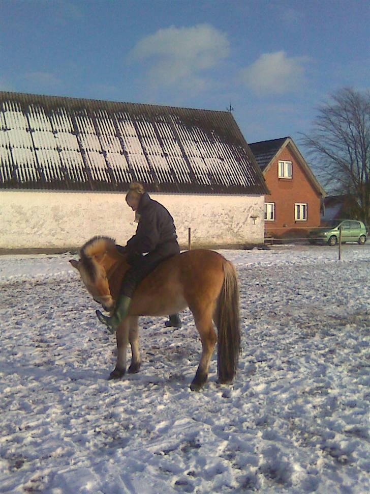 Anden særlig race Missel Anton *Solgt* billede 12