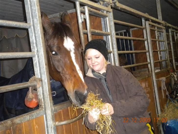 Dansk Varmblod Lucky Punch billede 3