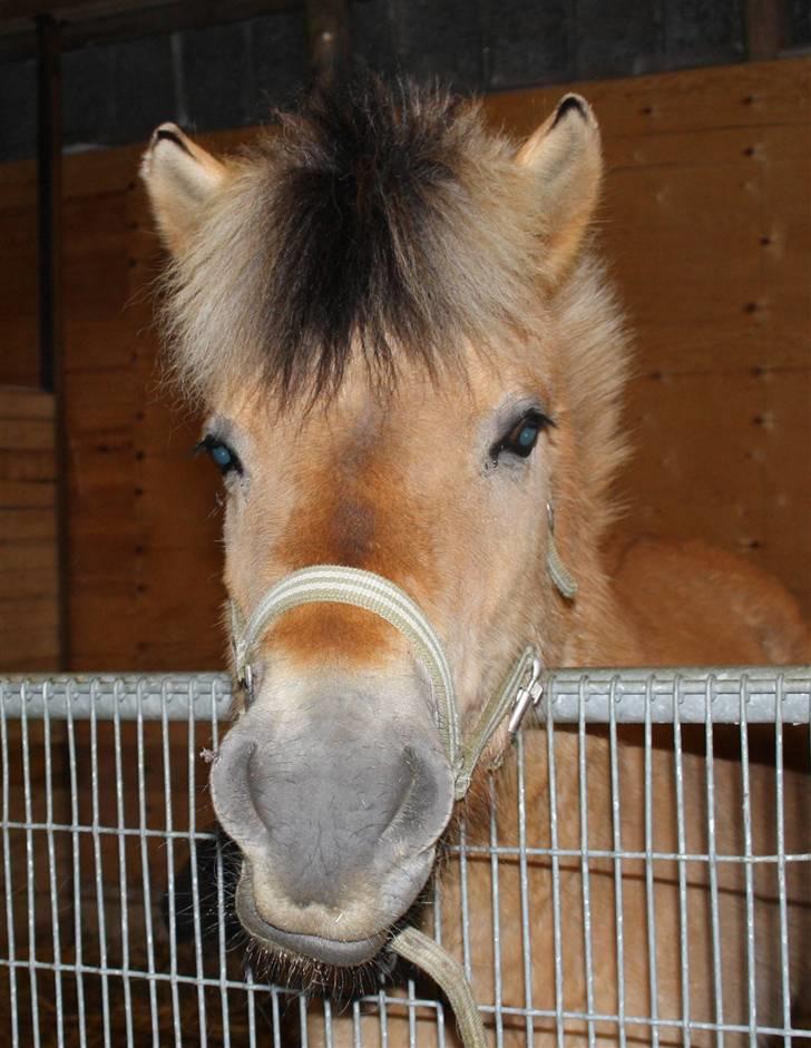 Anden særlig race Missel Anton *Solgt* - Foto : Christina Jakobsen billede 13