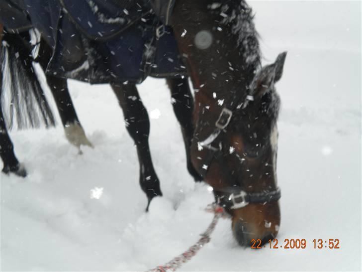 Dansk Varmblod Lucky Punch billede 4