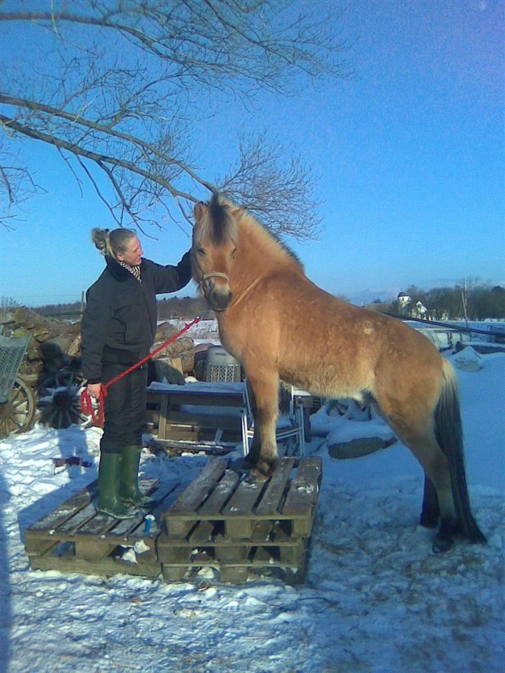 Anden særlig race Missel Anton *Solgt* billede 14