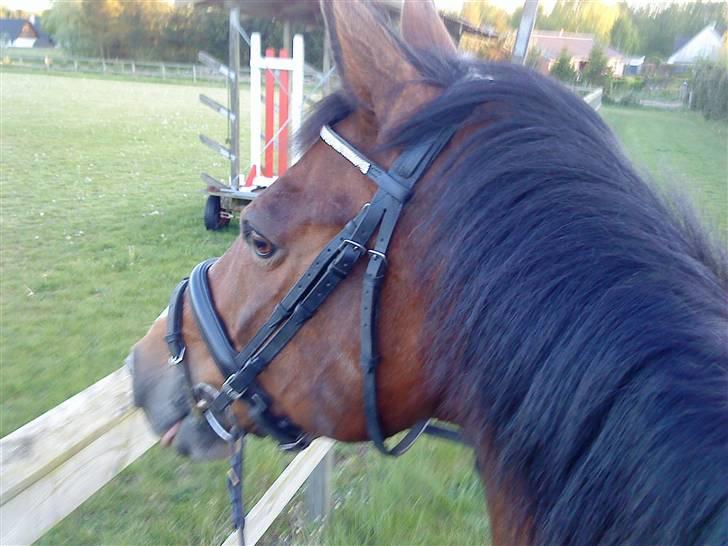 Dansk Varmblod Lucky Punch billede 5