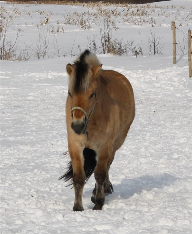 Anden særlig race Missel Anton *Solgt* - Foto : Christina Jakobsen billede 15