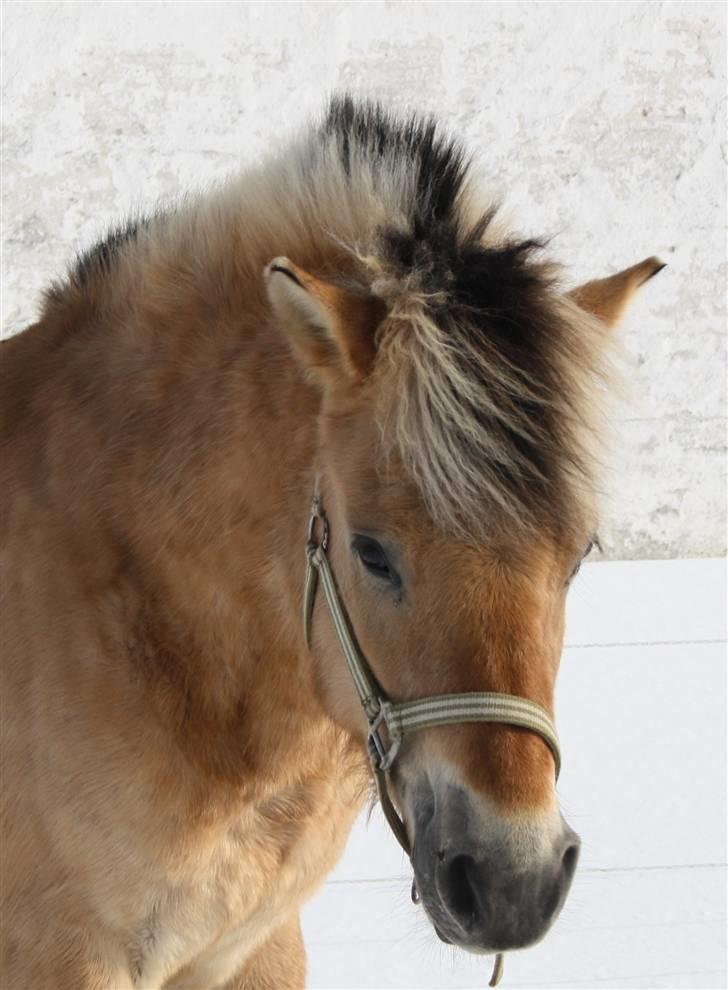 Anden særlig race Missel Anton *Solgt* - Foto : Christina Jakobsen billede 16