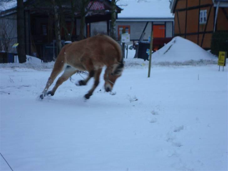 Anden særlig race Missel Anton *Solgt* billede 17