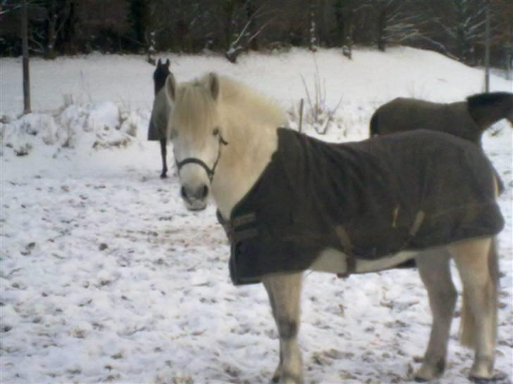 Anden særlig race Zafir (rideskolepony) - sne!(: billede 4