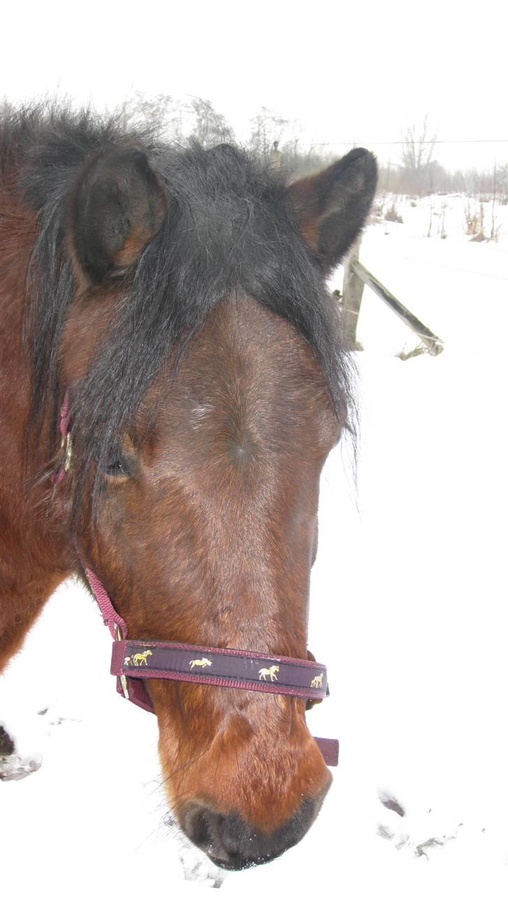 Anden særlig race Cassi. (Har passet) - CassiMusen i sne :D billede 5