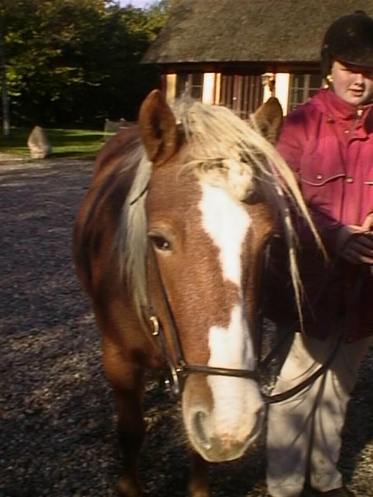 Islænder Lóa [EFTERLYSNING] billede 7
