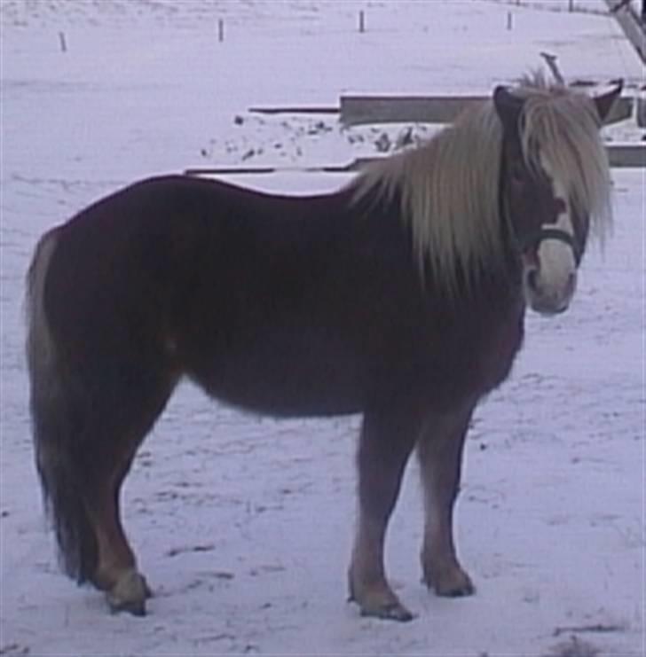 Islænder Lóa [EFTERLYSNING] billede 8