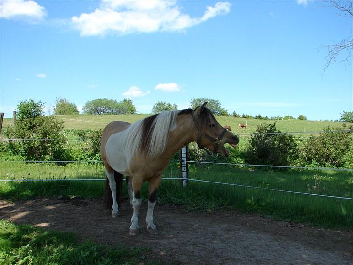 Amerikansk Miniature Ultra Beau Jangles - Beau viser tænder :-) 4 juni 2010 billede 8