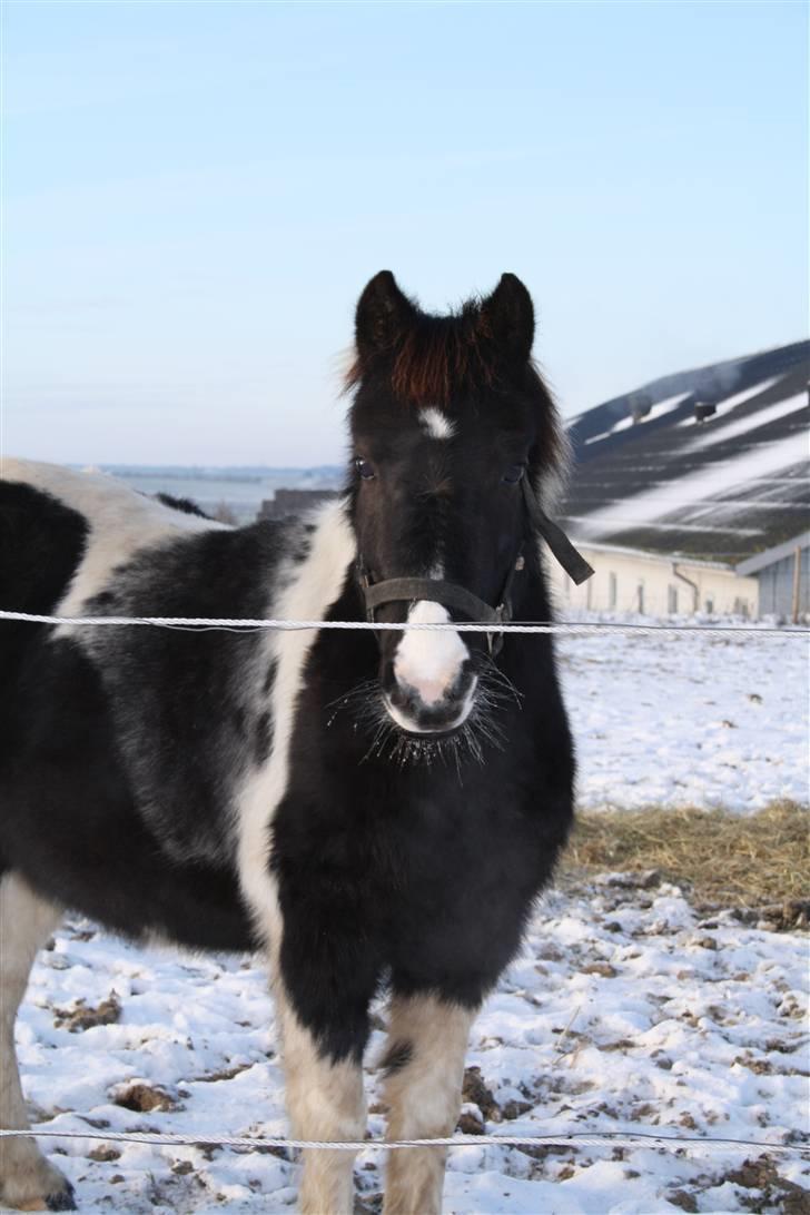 Anden særlig race Julie - Min Fiiine Pige d: Elsk på hende ever :D  billede 6
