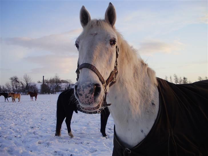 Knabstrupper Gabarni - Vinter 2010.. billede 15