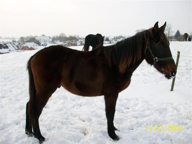 Dansk Varmblod Castello SOLGT billede 12