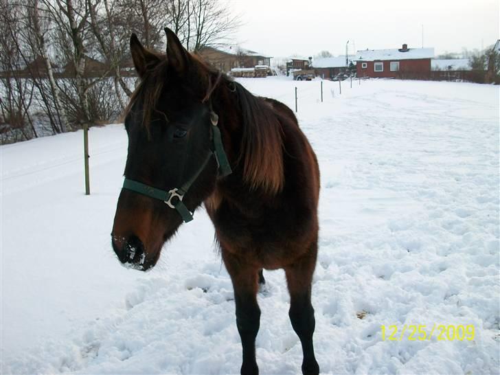 Dansk Varmblod Castello SOLGT billede 13