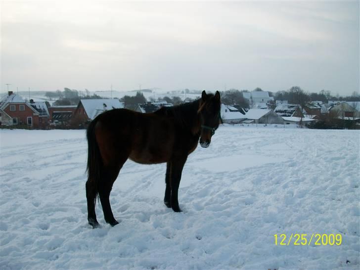 Dansk Varmblod Castello SOLGT billede 14