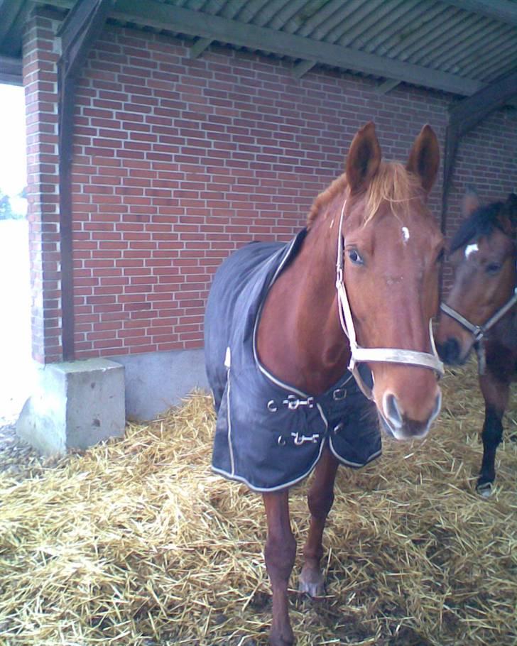 Frederiksborg vivaldi"s sunshine R.I.P billede 7