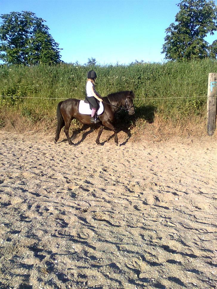 Anden særlig race solgt  molly billede 19