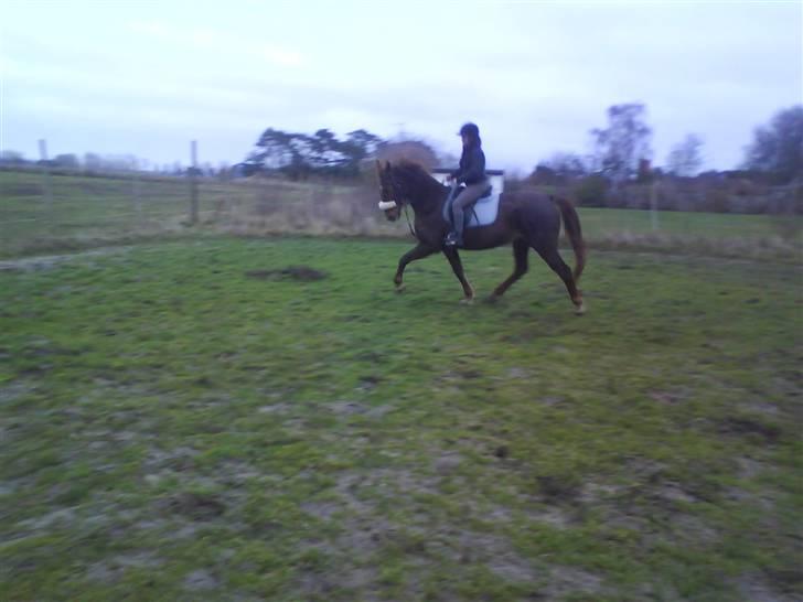 Anden særlig race Mitzi *R.I.P* 29/6 2010 billede 5