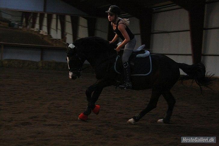 Anden særlig race Bruno Bamsen. (y) - Dressur træning - hverdagen :-). billede 14