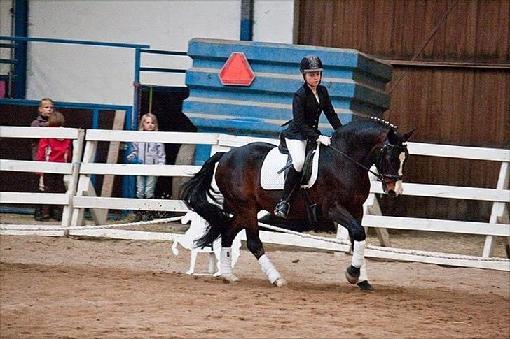 Anden særlig race Bruno Bamsen. (y) - LB2A - racsh foto billede 16