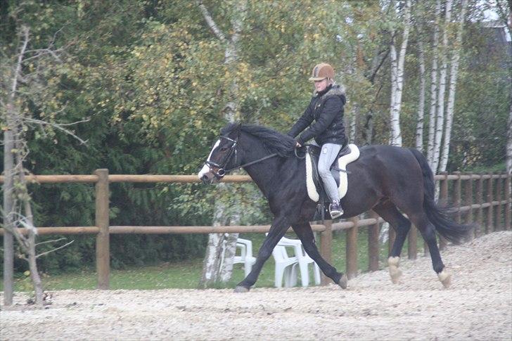 Anden særlig race Bruno Bamsen. (y) - da vi var nede og besøge bruno bassen. - det var skønt at se dig og gal du var i efterårshumør :-D buk og stejl, frække hest der ikke havde gallopperet i 2-3 uger :-D  billede 17