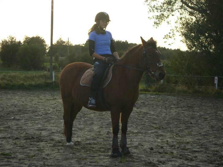 New Forest Bonnie  billede 15