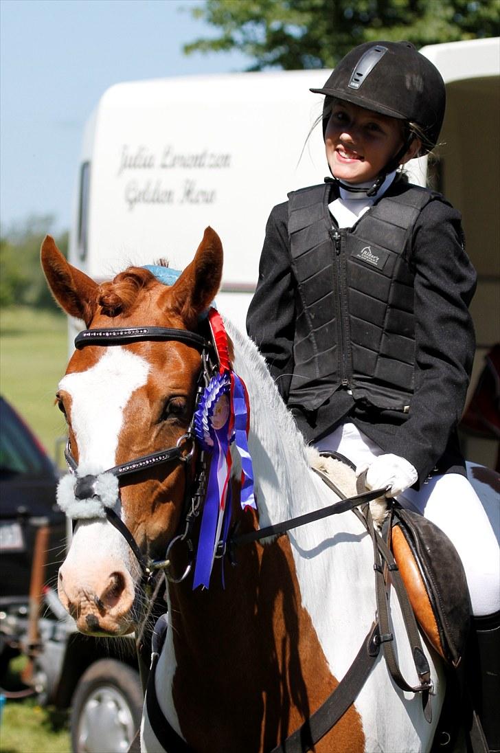 Hollandsk Sportspony Zwier billede 5