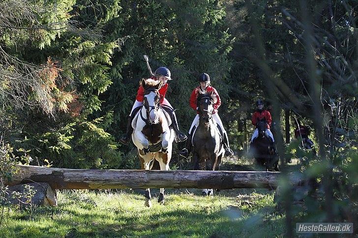 Hollandsk Sportspony Zwier billede 16