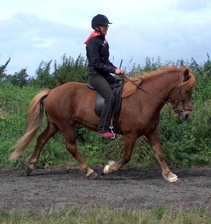Islænder Neisti fra Essendrup død billede 20