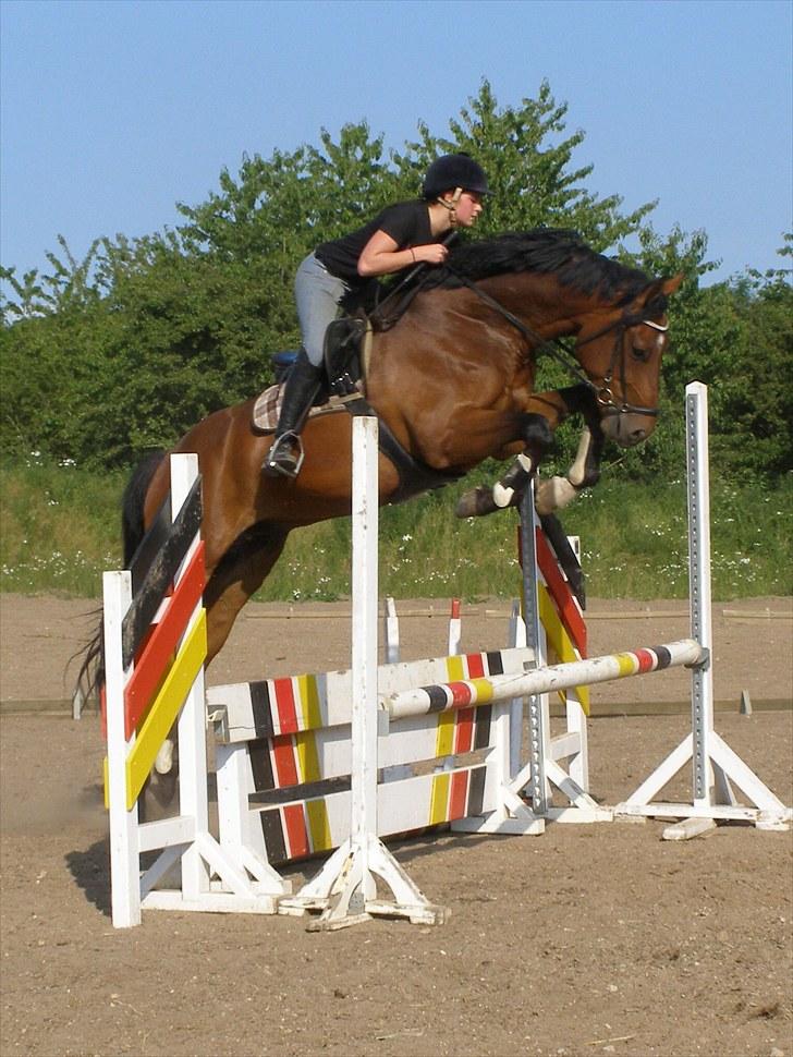 Dansk Varmblod Gørklintgårds Sandor - Springtræning 01-07-2010, Sandor som 4-års. billede 13