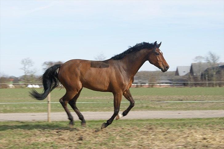 Dansk Varmblod Gørklintgårds Sandor billede 4