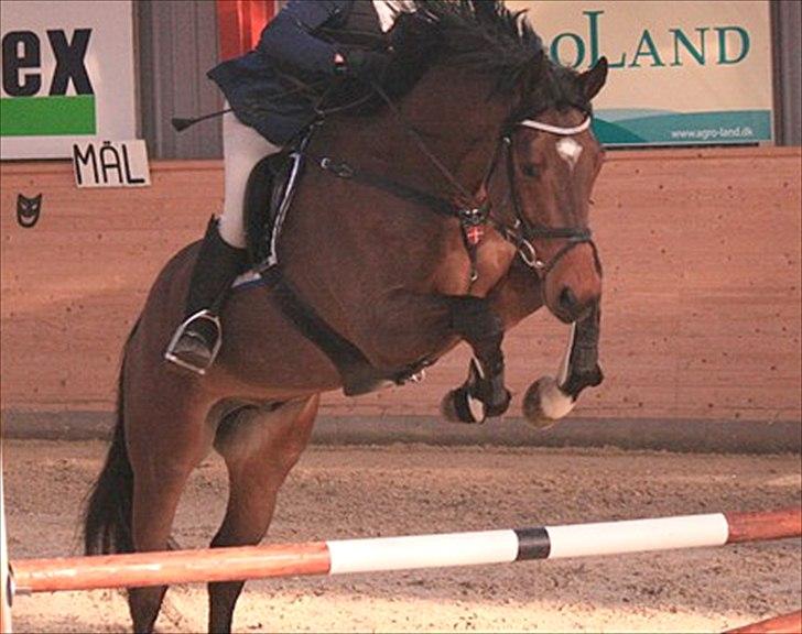 Dansk Varmblod Gørklintgårds Sandor - c-stævne i  Egum marts 2011 - *fotograf: Annemette* billede 19
