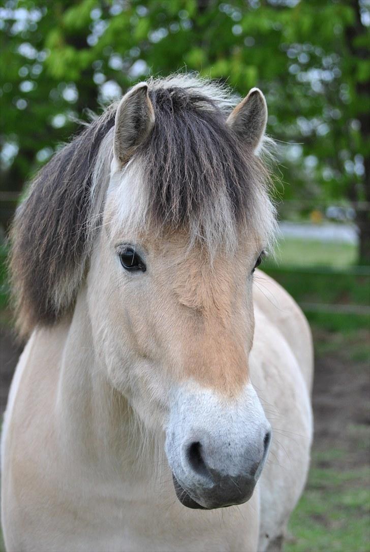 Fjordhest Estrid Fjord - Dejlige pony, hendes vidunderlige hoved... ;D billede 13