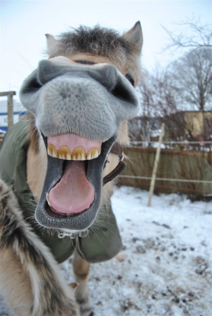 Fjordhest Estrid Fjord - Smil til verden og vi smiler igen ;o).. billede 14