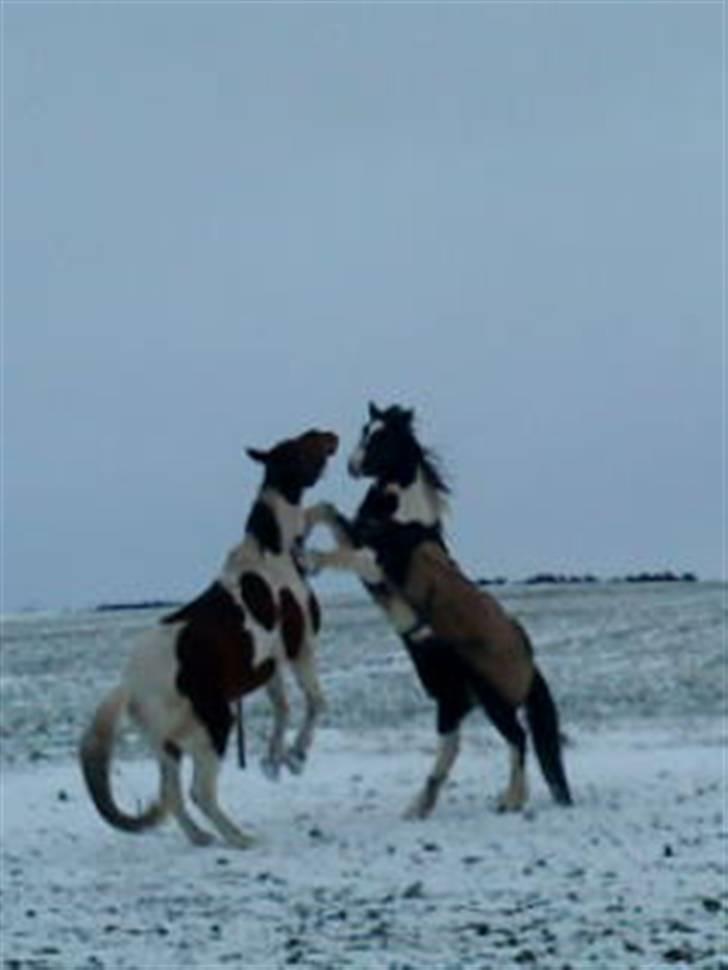 Pinto †Wivarto<3R.I.P 14/9-10;/† billede 12