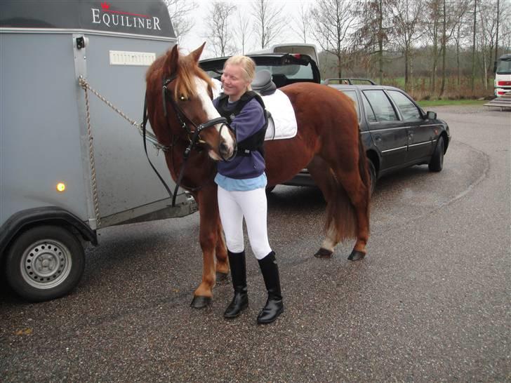 New Forest Balou!<3  solgt billede 1